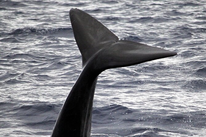 Responsible Whales and/or Dolphins Watching Tour - What the marine biologists add