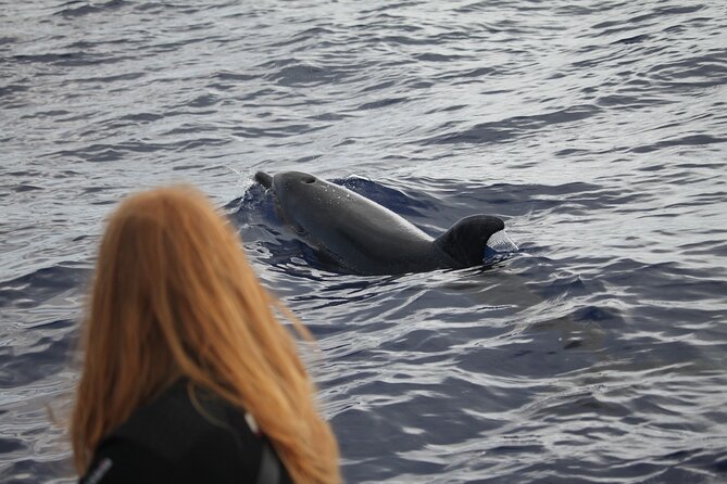 Responsible Whales and/or Dolphins Watching Tour - Pilot whales, dolphins, turtles, and the occasional surprise