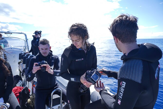 Responsible Whales and/or Dolphins Watching Tour - The ride back can be part of the fun