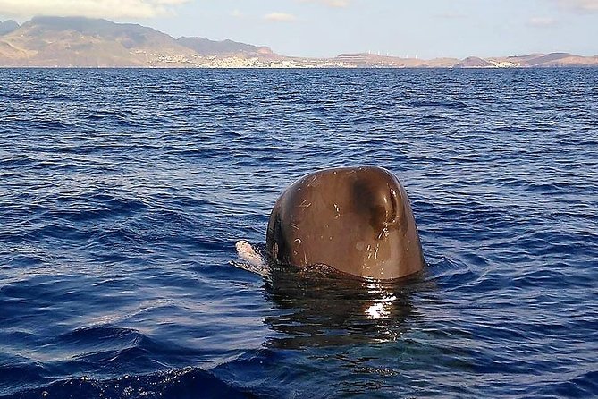 Responsible Whales and/or Dolphins Watching Tour - Who will enjoy this trip most