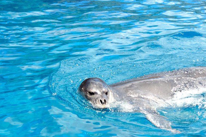 Responsible Whales and/or Dolphins Watching Tour - Final recommendation for Blue Safari Madeira