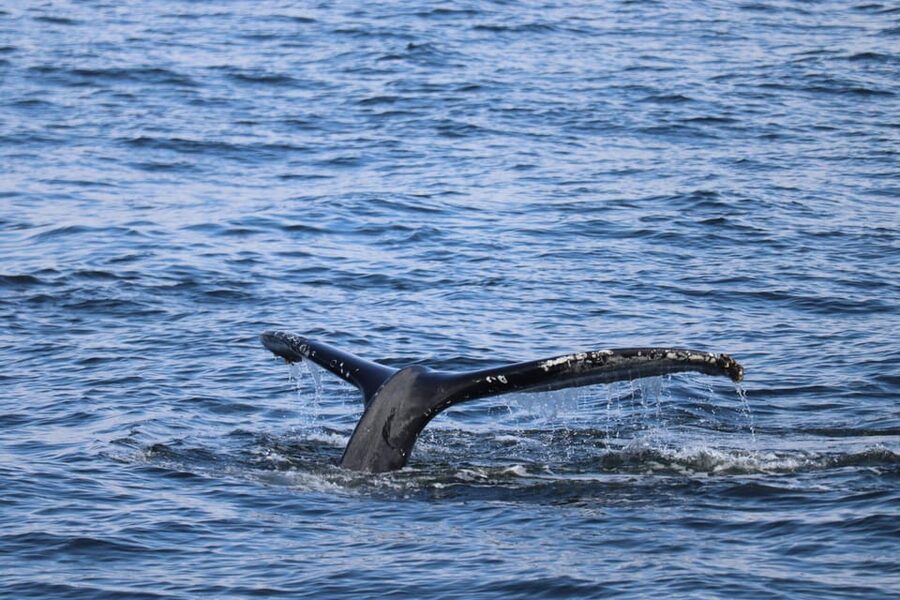 Reykjavik: 9pm Whale Watching Cruise in the Arctic Sun - Key points to know before you book