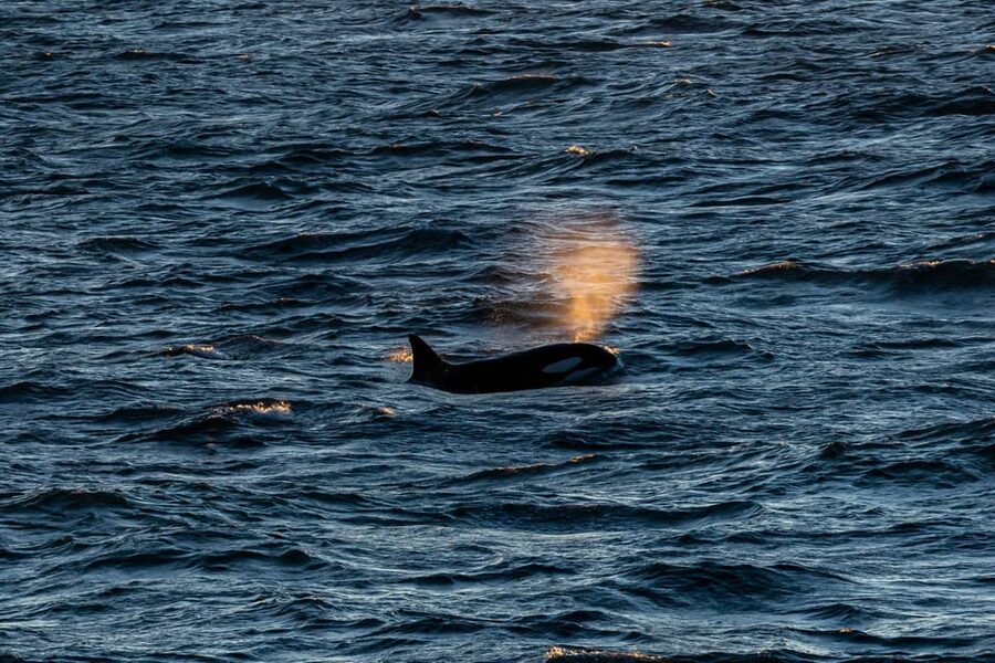 Reykjavik: 9pm Whale Watching Cruise in the Arctic Sun - Why a 9pm whale cruise feels different