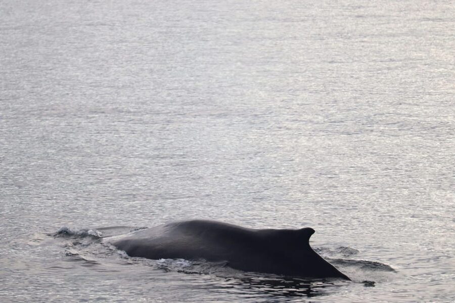 Reykjavik: 9pm Whale Watching Cruise in the Arctic Sun - What you might see in the bay