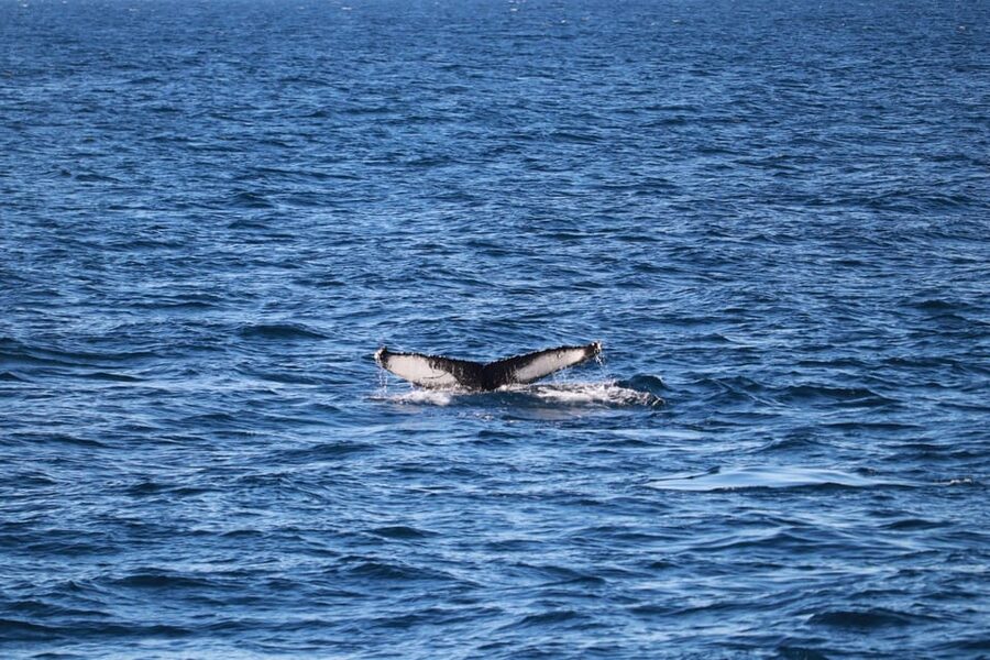 Reykjavik: 9pm Whale Watching Cruise in the Arctic Sun - The guide’s role on a moving boat