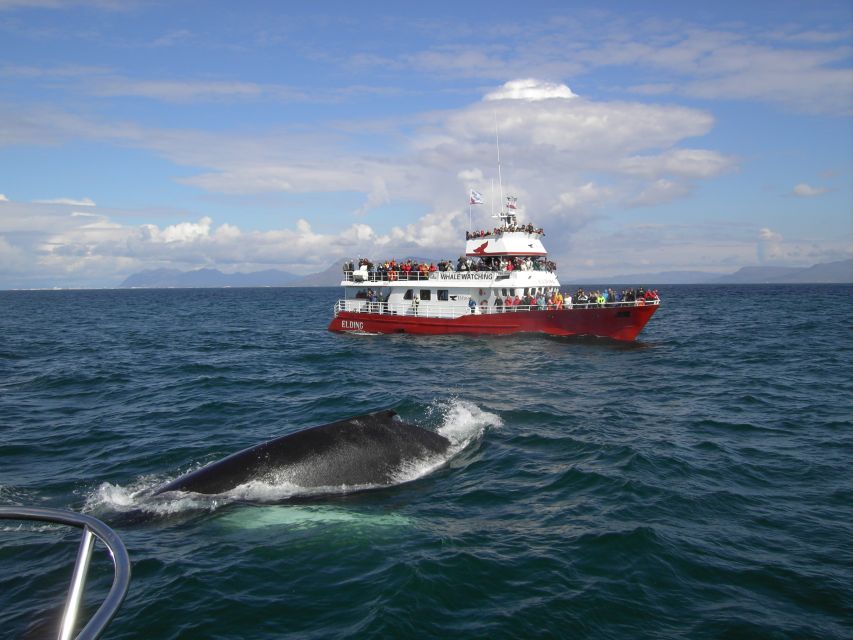 Reykjavik: ATV Ride & Whale Watching Boat Tour - Key points at a glance