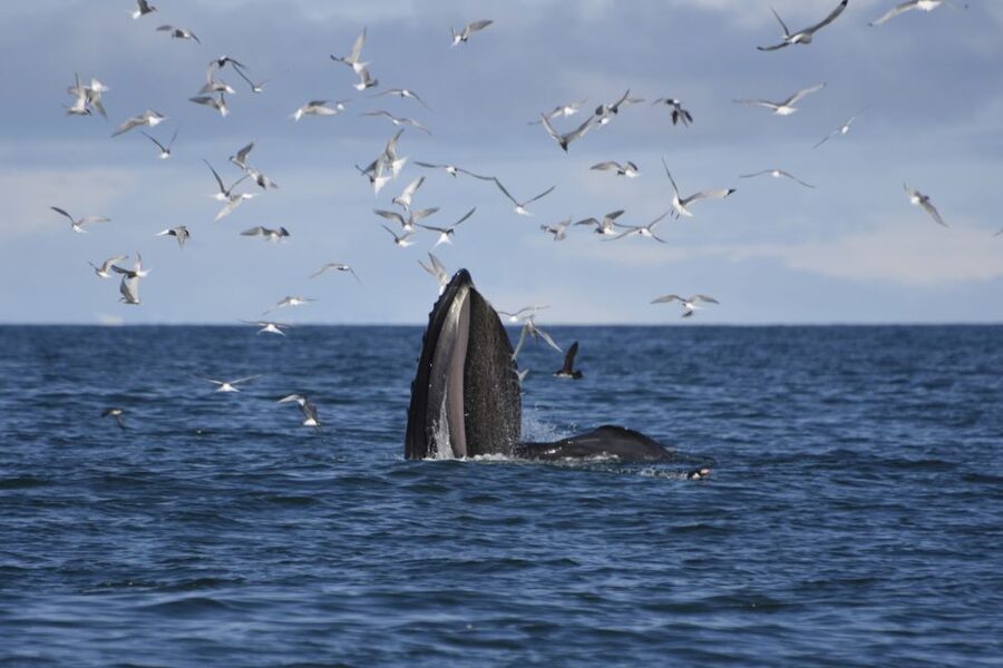 Reykjavik: ATV Ride & Whale Watching Boat Tour - Safety training before the Reykjavik Peak ride