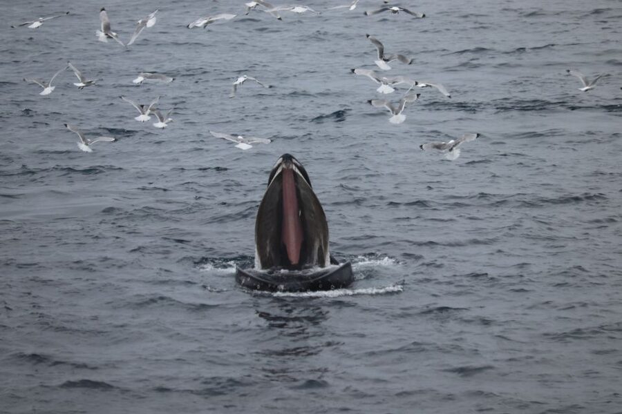 Reykjavik: Best Value Whale Watching Boat Tour - Key points to know before sailing