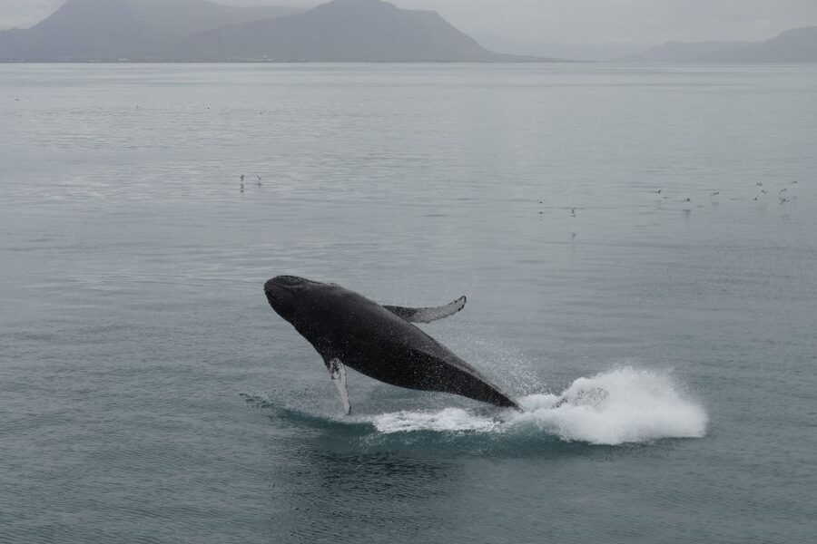 Reykjavik: Best Value Whale Watching Boat Tour - Who will enjoy this cruise most