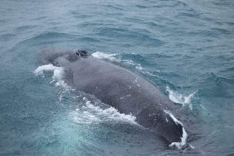 Reykjavik: Best Value Whale Watching Boat Tour - Leaving Geirsgata 11 for Faxaflói Bay