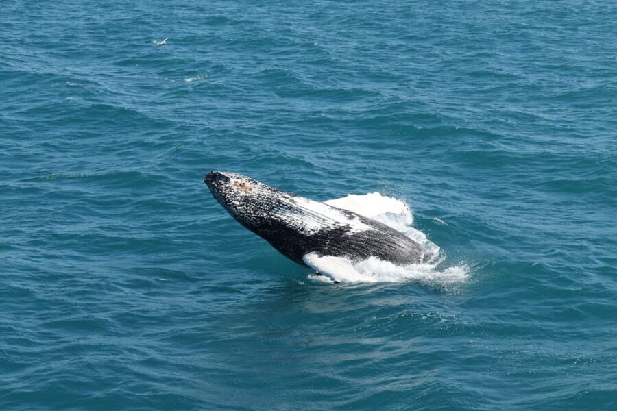 Reykjavik: Best Value Whale Watching Boat Tour - What you might see in Faxaflói Bay