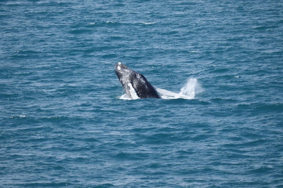 Reykjavik: Best Value Whale Watching Boat Tour - A respectful approach to wildlife