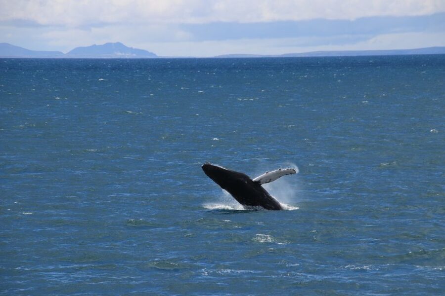Reykjavik: Best Value Whale Watching Boat Tour - The boat’s indoor comforts matter