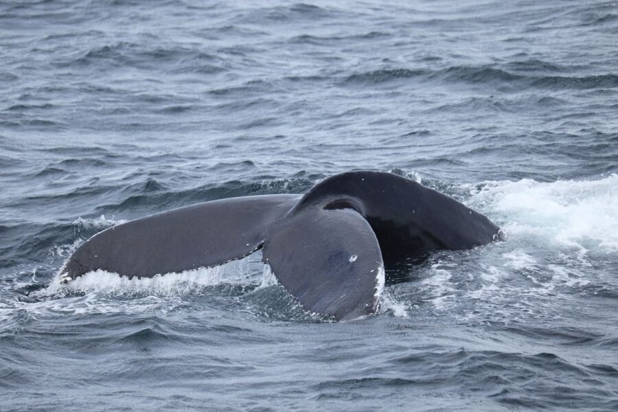 Reykjavik: Best Value Whale Watching Boat Tour - Why the $103 price can make sense