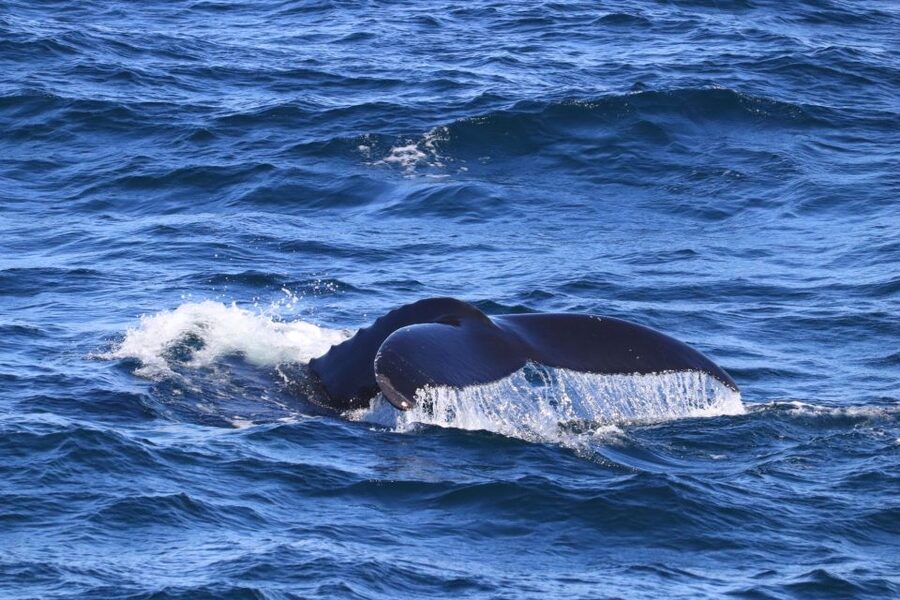 Reykjavik: Best Value Whale Watching Boat Tour - How weather changes the experience