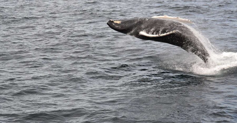 Reykjavik: Best Value Whale Watching Boat Tour - The practical schedule and meeting details