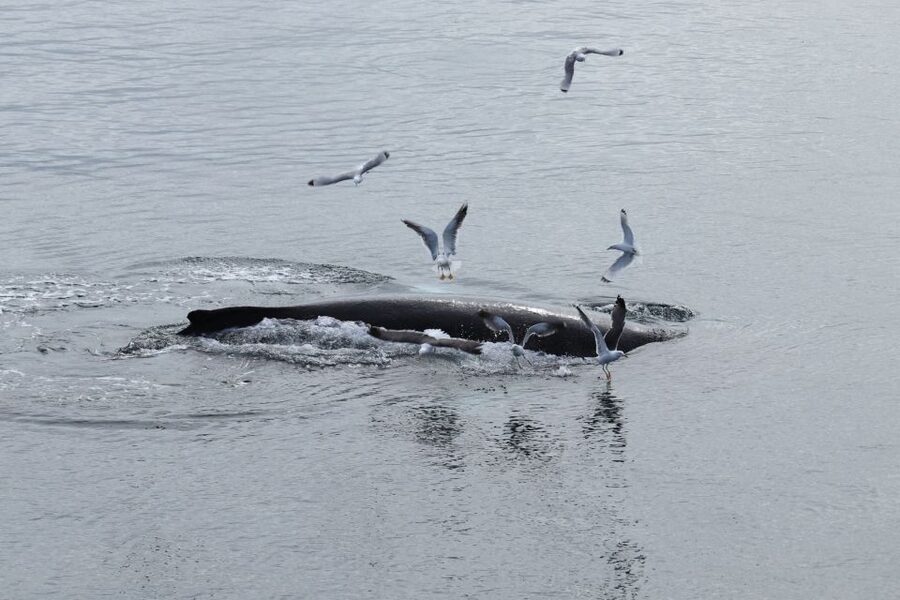 Reykjavik: Best Value Whale Watching Boat Tour - Two and a half hours on the open water