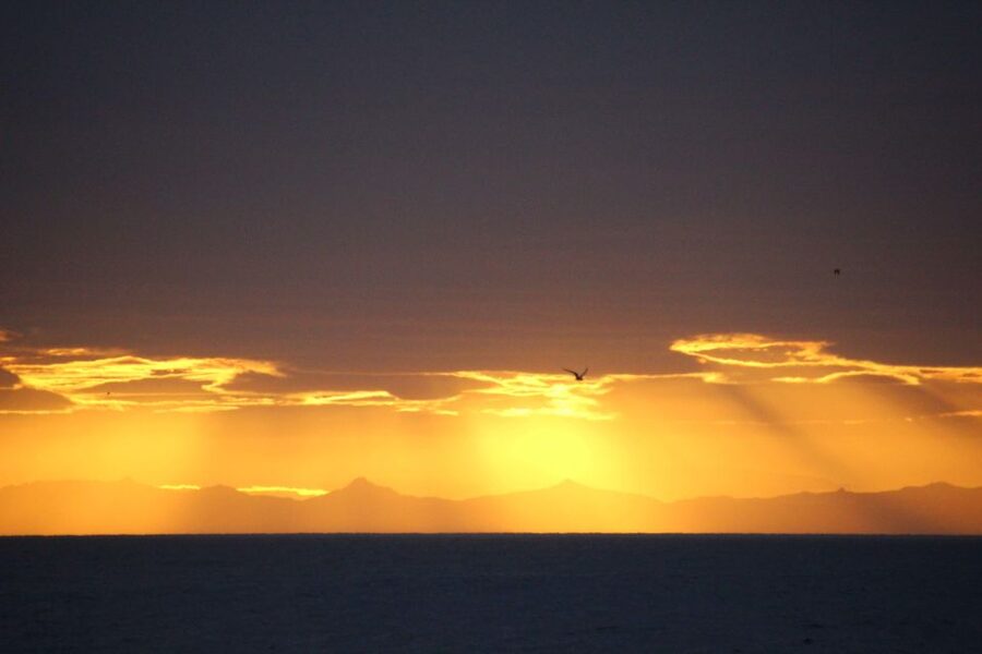 Reykjavík: Midnight Sun Whale Watching Cruise - The four regular wildlife possibilities