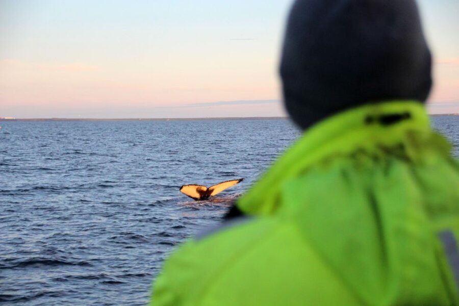 Reykjavík: Midnight Sun Whale Watching Cruise - A realistic look at the 2.5-hour schedule