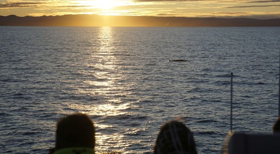 Reykjavík: Midnight Sun Whale Watching Cruise - Booking details that matter