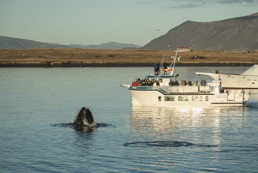 Reykjavík: Midnight Sun Whale Watching Cruise - Watching Faxaflói Bay under the midnight sun