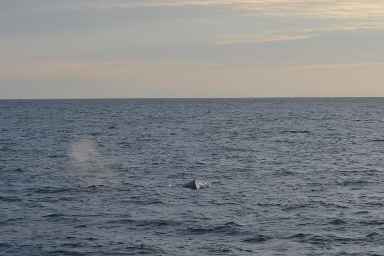 Reykjavik: Midnight Sun Whale Watching Tour - Searching Faxaflói Bay for whales