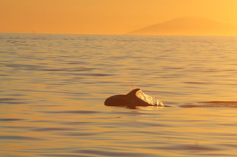 Reykjavik: Midnight Sun Whale Watching Tour - Dolphins, porpoises, puffins, and seabirds