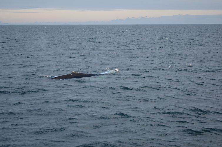 Reykjavik: Midnight Sun Whale Watching Tour - The midnight sun on the ride home