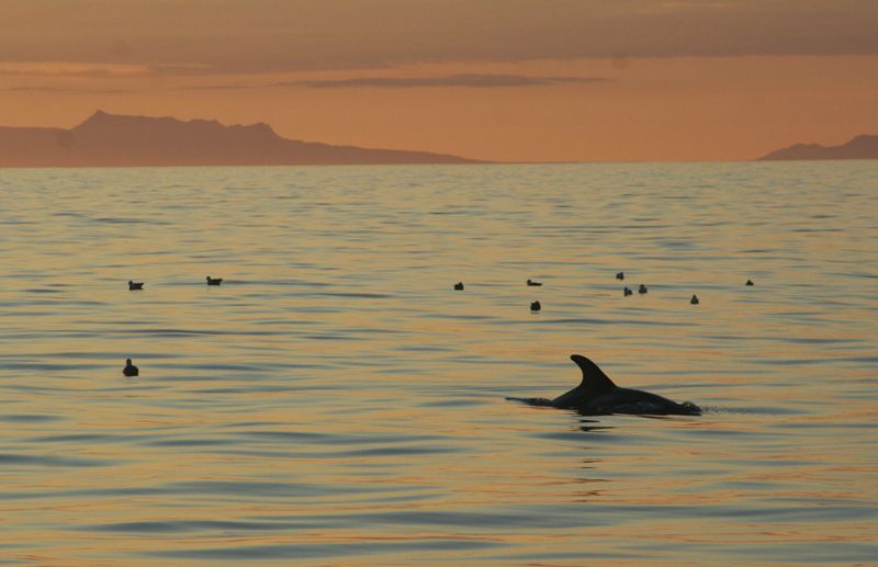 Reykjavik: Midnight Sun Whale Watching Tour - Who should book this cruise?