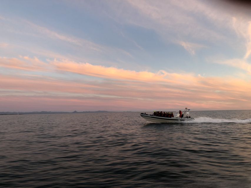 Reykjavik: Premium Whale and Puffin Watching Evening Tour - Key points to know before booking
