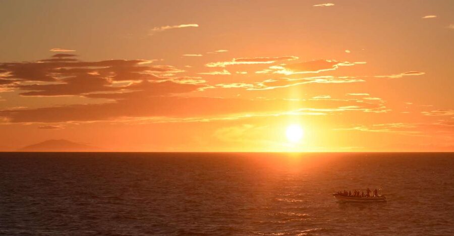 Reykjavik: Premium Whale and Puffin Watching Evening Tour - Puffin islands and the summer bird season