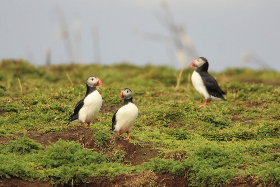 Reykjavik: Premium Whale and Puffin Watching Evening Tour - What the $200 price really buys
