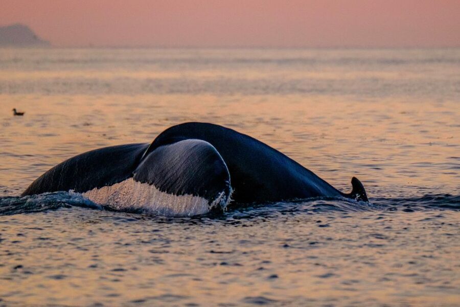 Reykjavik: Premium Whale and Puffin Watching Evening Tour - Staying warm on an open boat