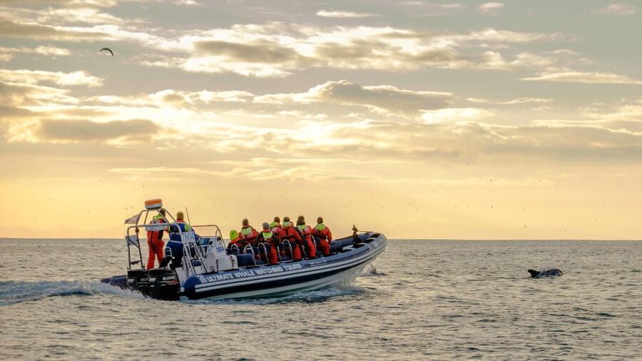 Reykjavik: Premium Whale and Puffin Watching Evening Tour - Who should choose this tour