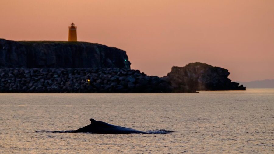 Reykjavik: Premium Whale and Puffin Watching Evening Tour - Should you book the Reykjavík evening RIB tour?