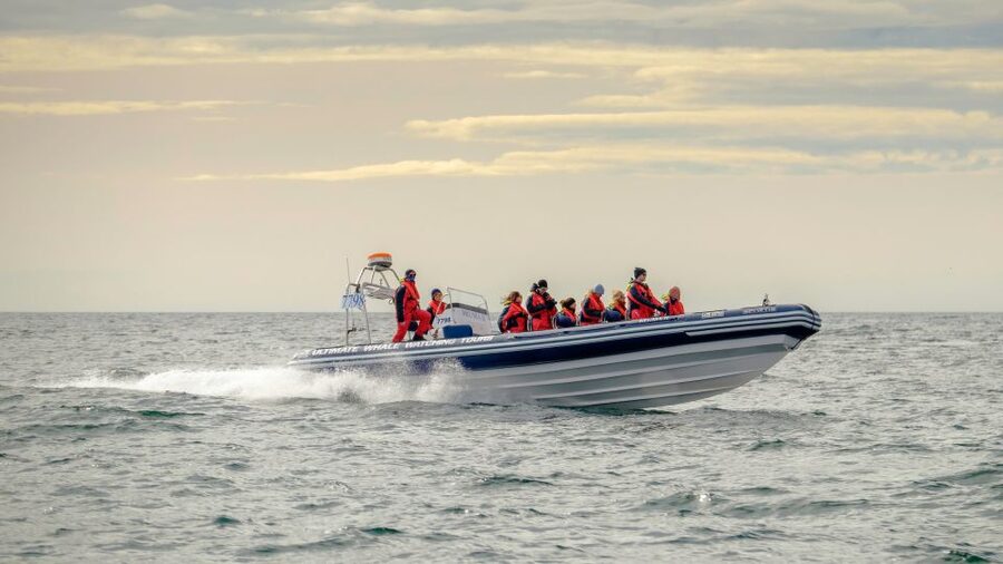 Reykjavik: Premium Whale and Puffin Watching Evening Tour - The RIB ride across Faxaflói Bay