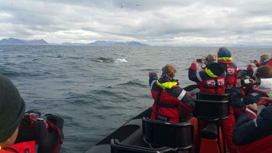 Reykjavik: Premium Whale Watching with Flexible Ticket - Who will enjoy this RIB safari most