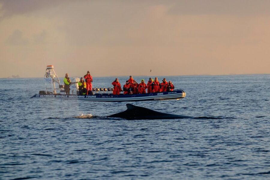 Reykjavik: Premium Whale Watching with Flexible Ticket - Leaving Reykjavík Old Harbour on a fast, open boat