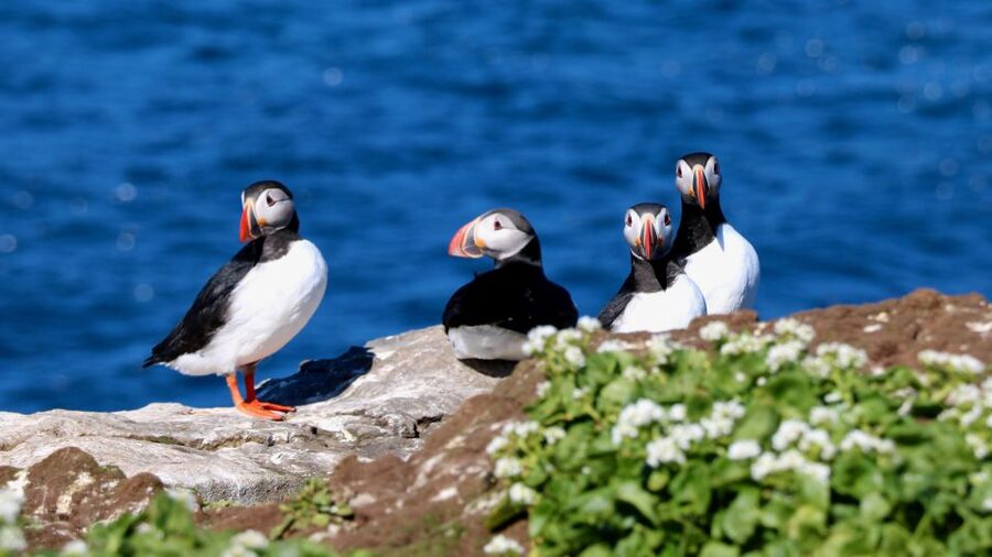 Reykjavik: Premium Whale Watching with Flexible Ticket - Searching Faxaflói Bay for whales and dolphins