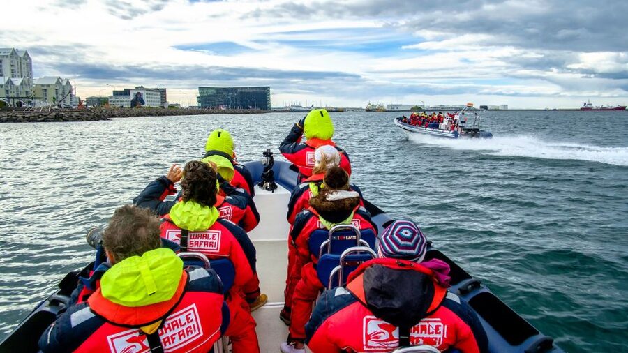 Reykjavik: Premium Whale Watching with Flexible Ticket - Summer puffins add a different kind of wildlife