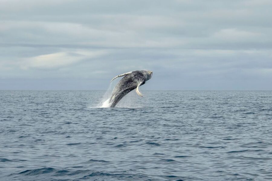 Reykjavik: Premium Whale Watching with Flexible Ticket - How the flexible ticket helps in Iceland