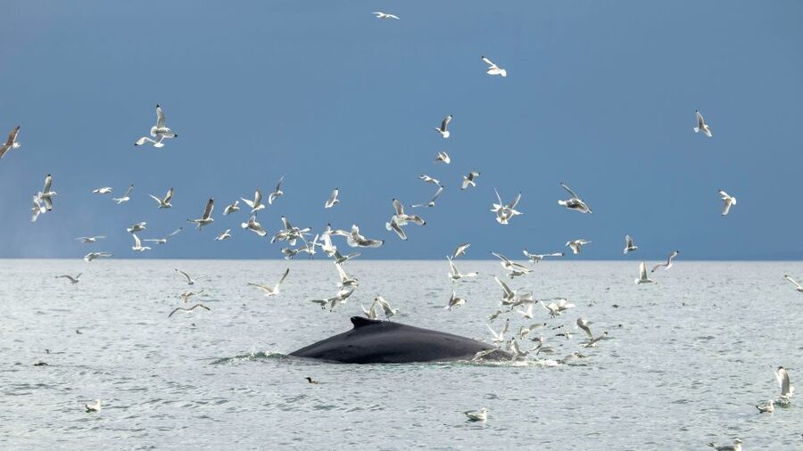 Reykjavik: Premium Whale Watching with Flexible Ticket - What happens if you see no whales or dolphins