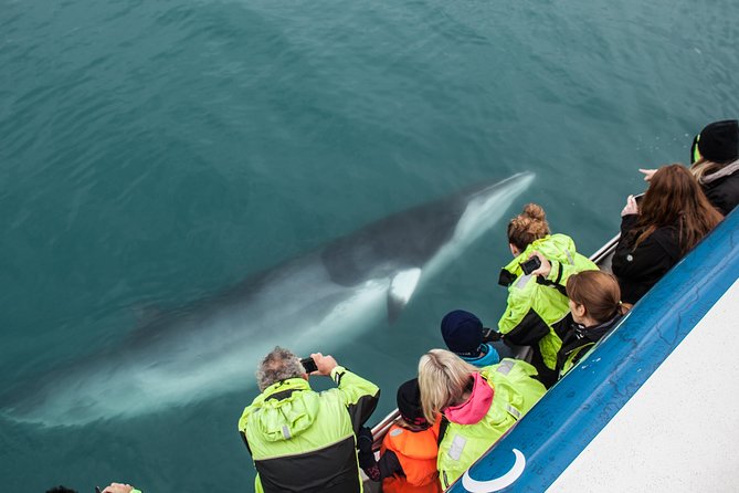 Reykjavik Shore Excursion: Whale-Watching Cruise - Leaving Skarfabakki Harbour for Faxaflói Bay