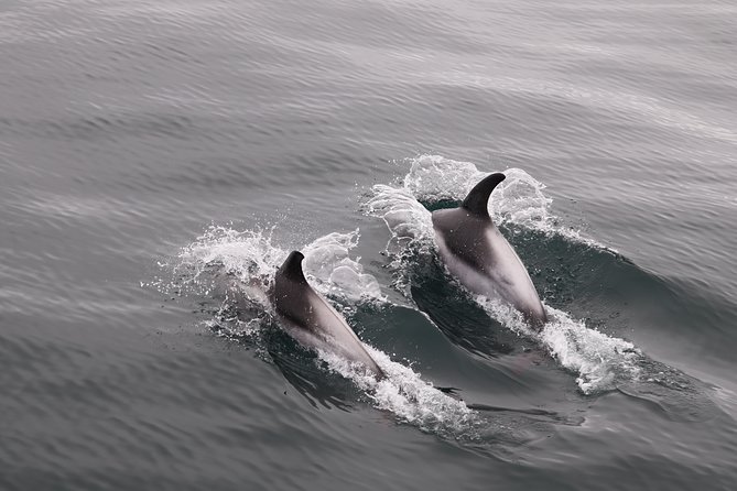 Reykjavik Shore Excursion: Whale-Watching Cruise - What you might see in the bay