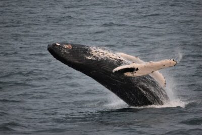 Reykjavik Shore Excursion: Whale-Watching Cruise