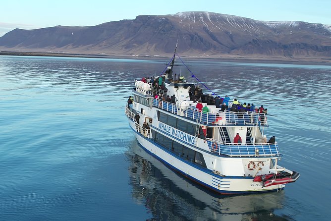 Reykjavik Shore Excursion: Whale-Watching Cruise - Staying warm and managing the sea