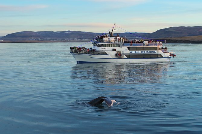 Reykjavik Shore Excursion: Whale-Watching Cruise - The free return ticket and what it really means