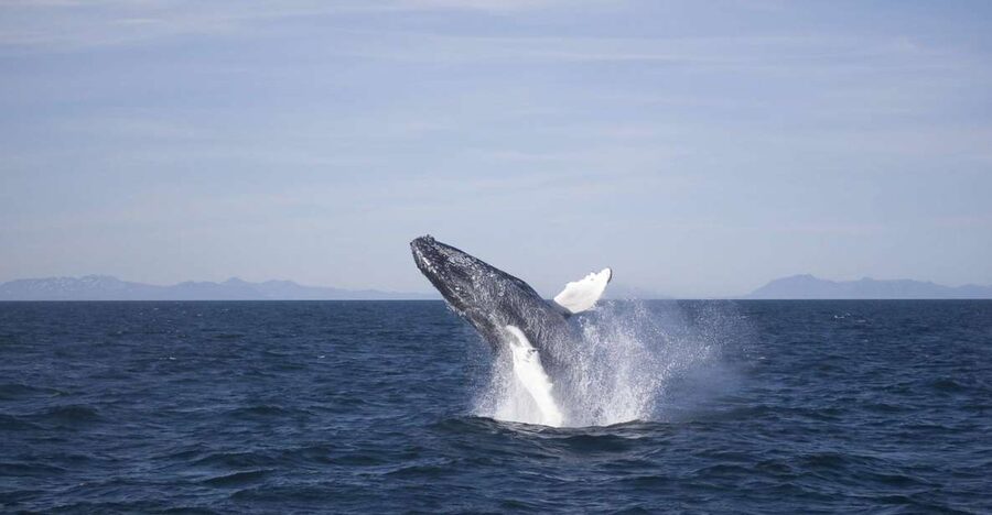 Reykjavik: the Original 3-Hour Whale Watching Tour - Key points to know before sailing