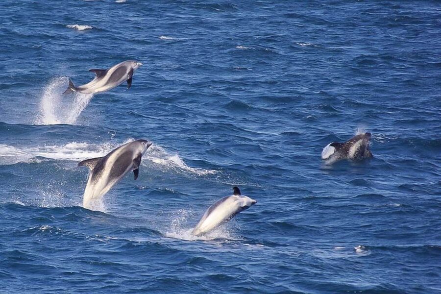 Reykjavik: the Original 3-Hour Whale Watching Tour - Should you book Elding’s original whale-watching cruise?