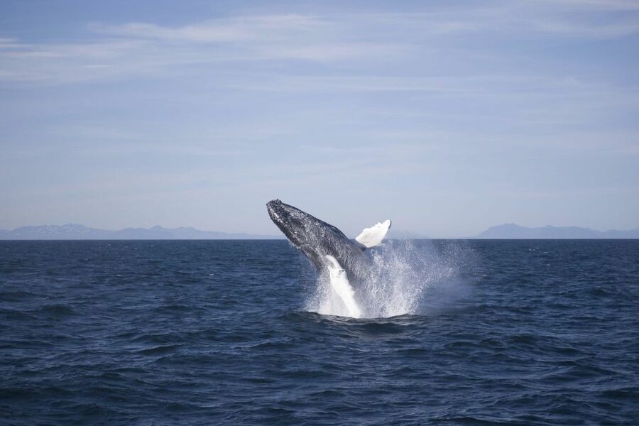Reykjavik: the Original 3-Hour Whale Watching Tour - A guide-led search, not a passive boat ride